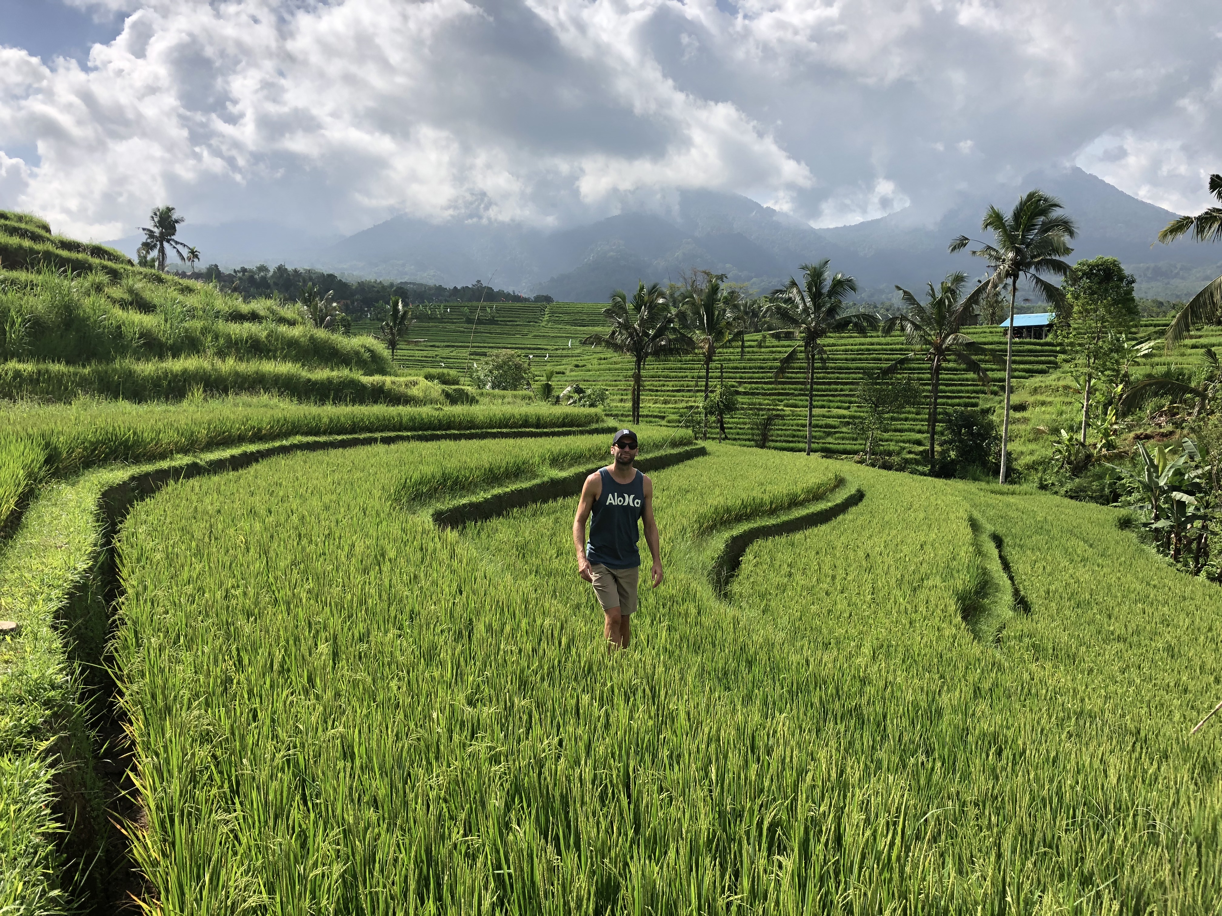 Ubud Rice Fields
